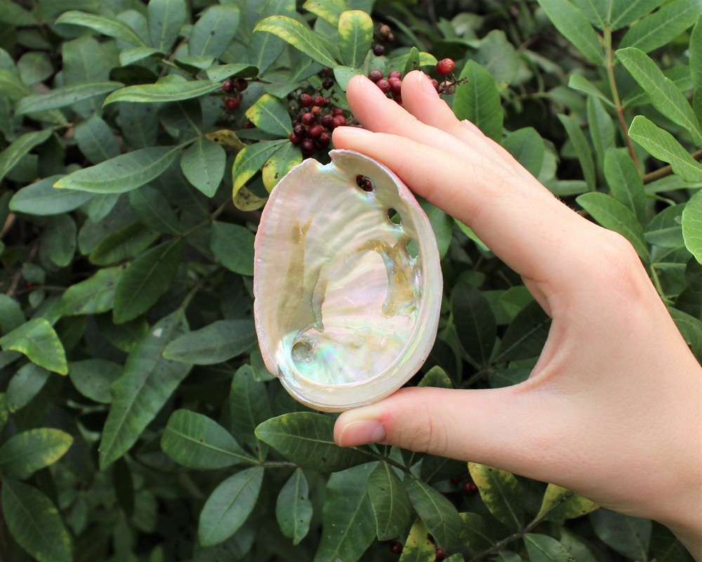 10 Pack Small Abalone Shell Gift Box: Natural Shells For Smudging, Crafting, etc