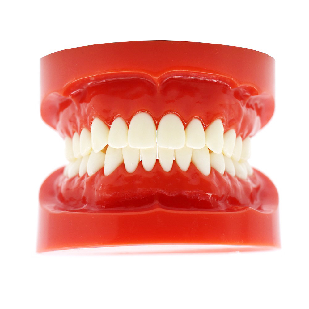 1:1 Adult Typodont Model, Standard Plastic Teeth Demonstration Study Model