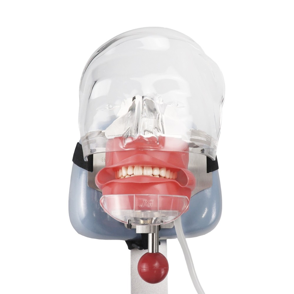 Dental Simulator Mannequin Head Teeth Model Teaching Practicing Head Mold desk