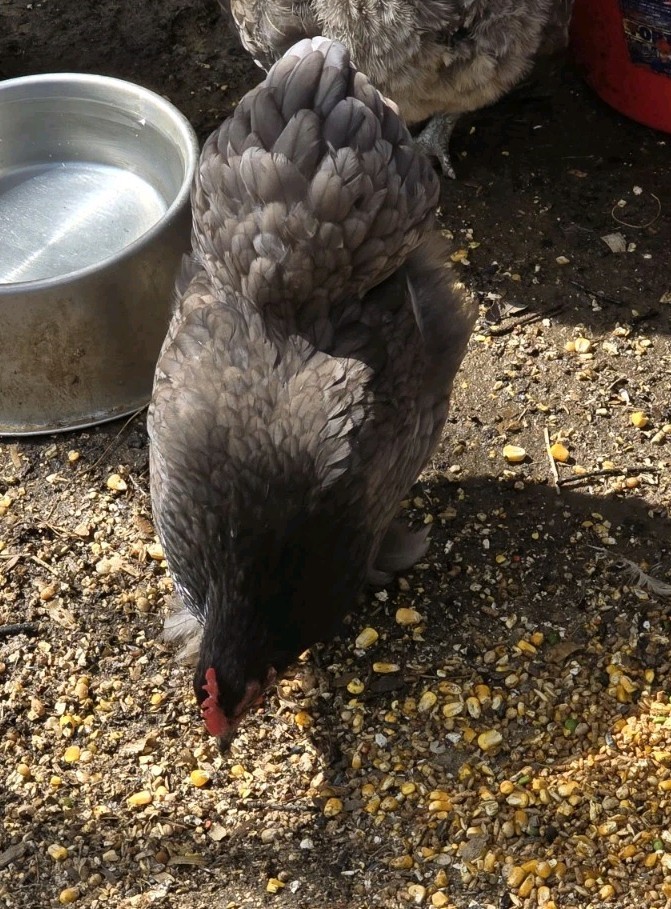 Chicken Hatching