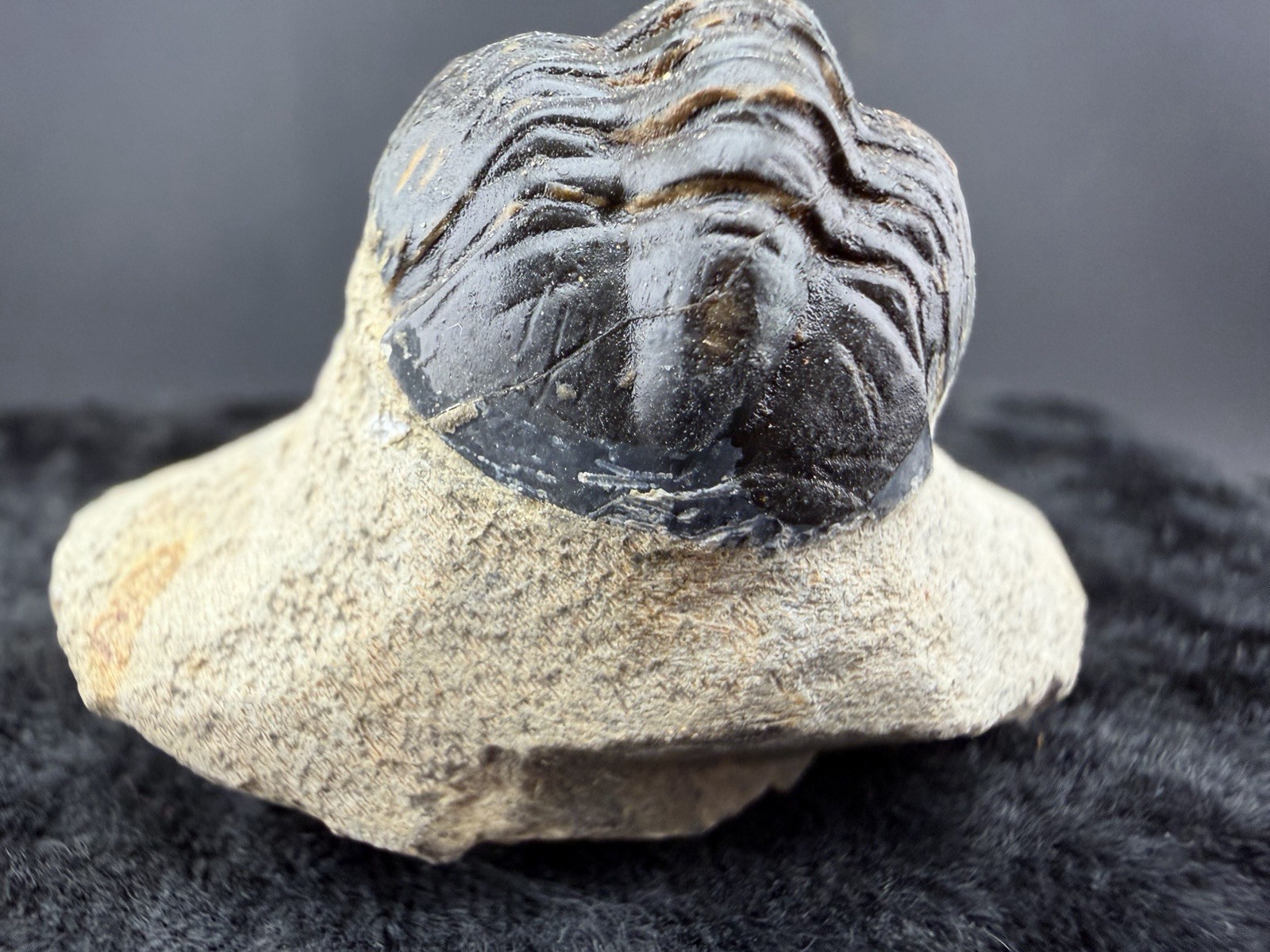 Trilobite Fossil in Sandstone Matrix from Morocco. 50 g.