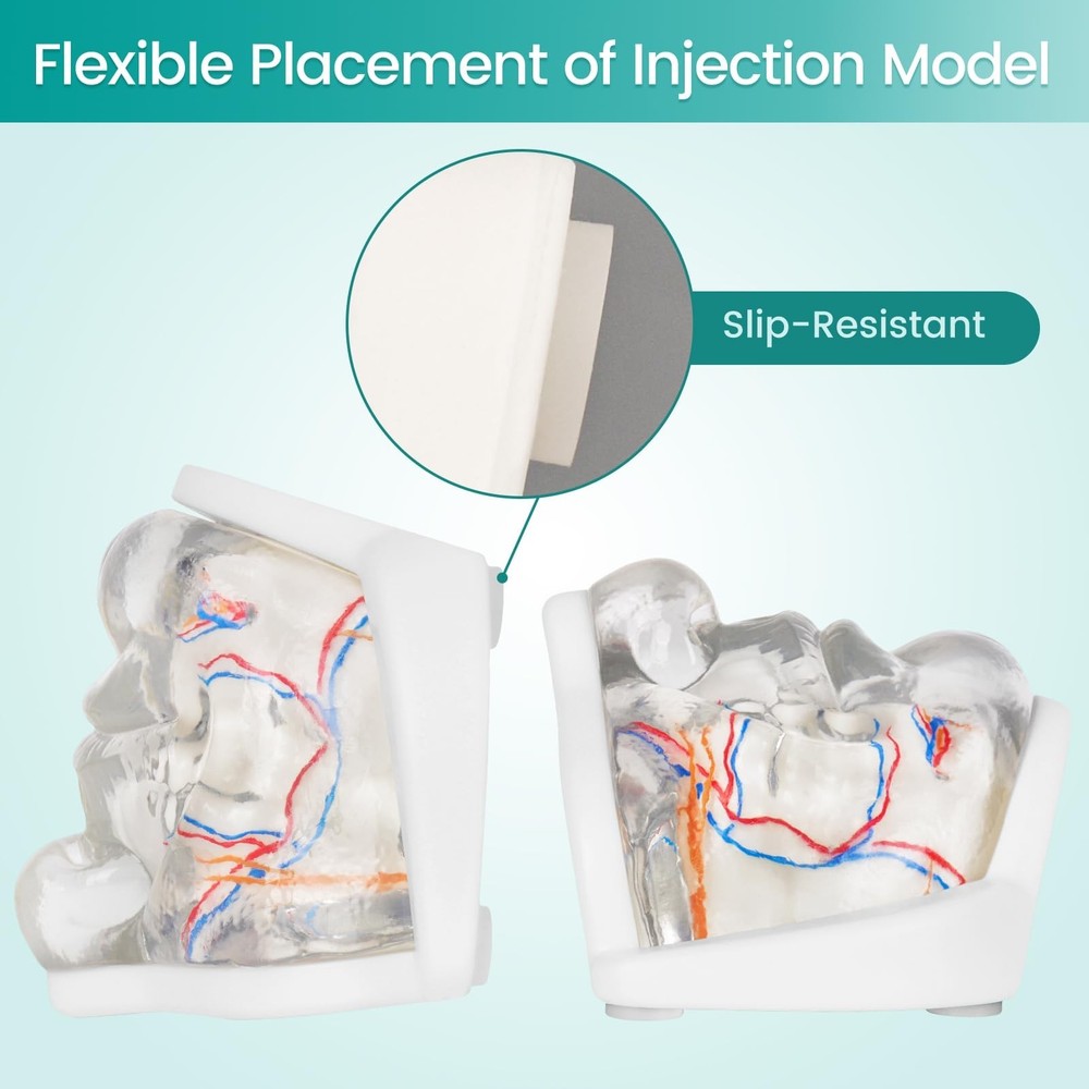Injection Lower Face Training Model, Transparent Facial Injection Model with ...
