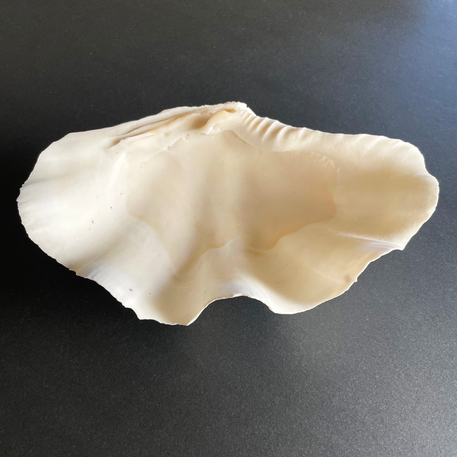 Large Natural Clam Shell • Tridacna • 9 x 6 x 3.75 inches