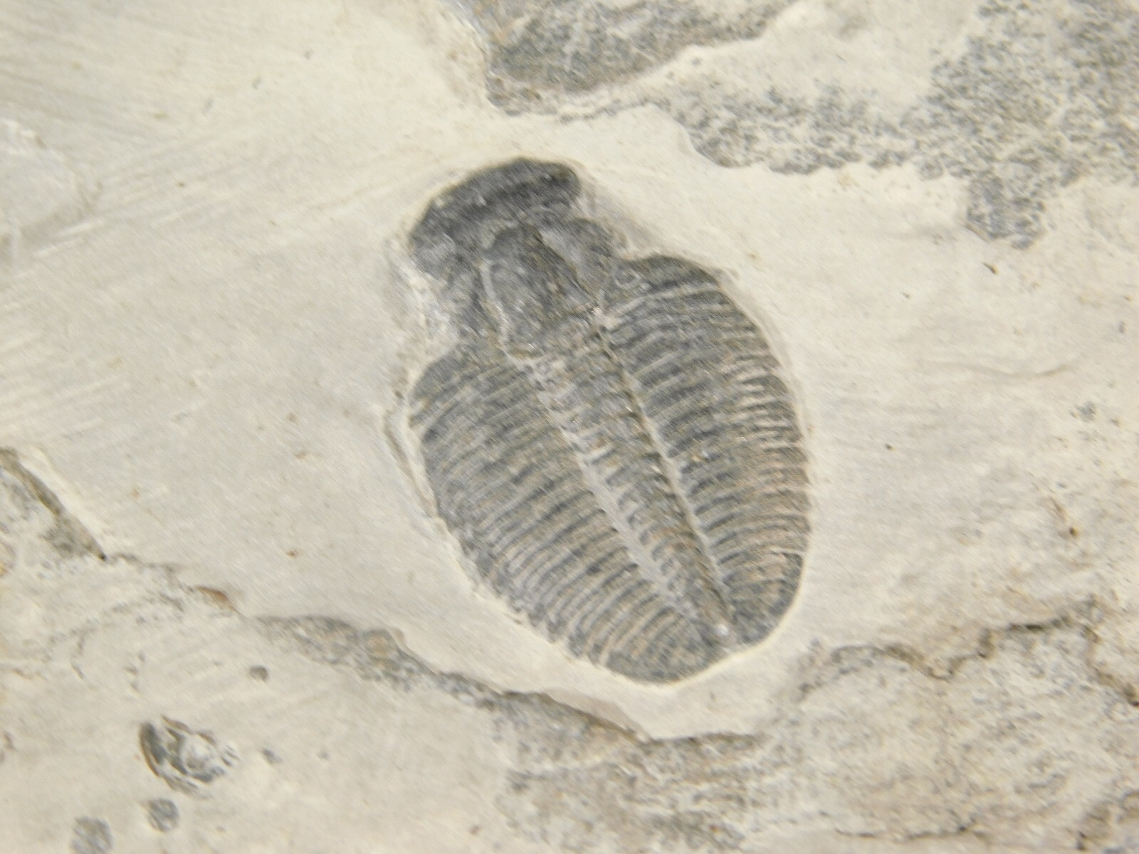 Small 100% Natural Elrathia TRILOBITE Fossil From Cambrian Utah