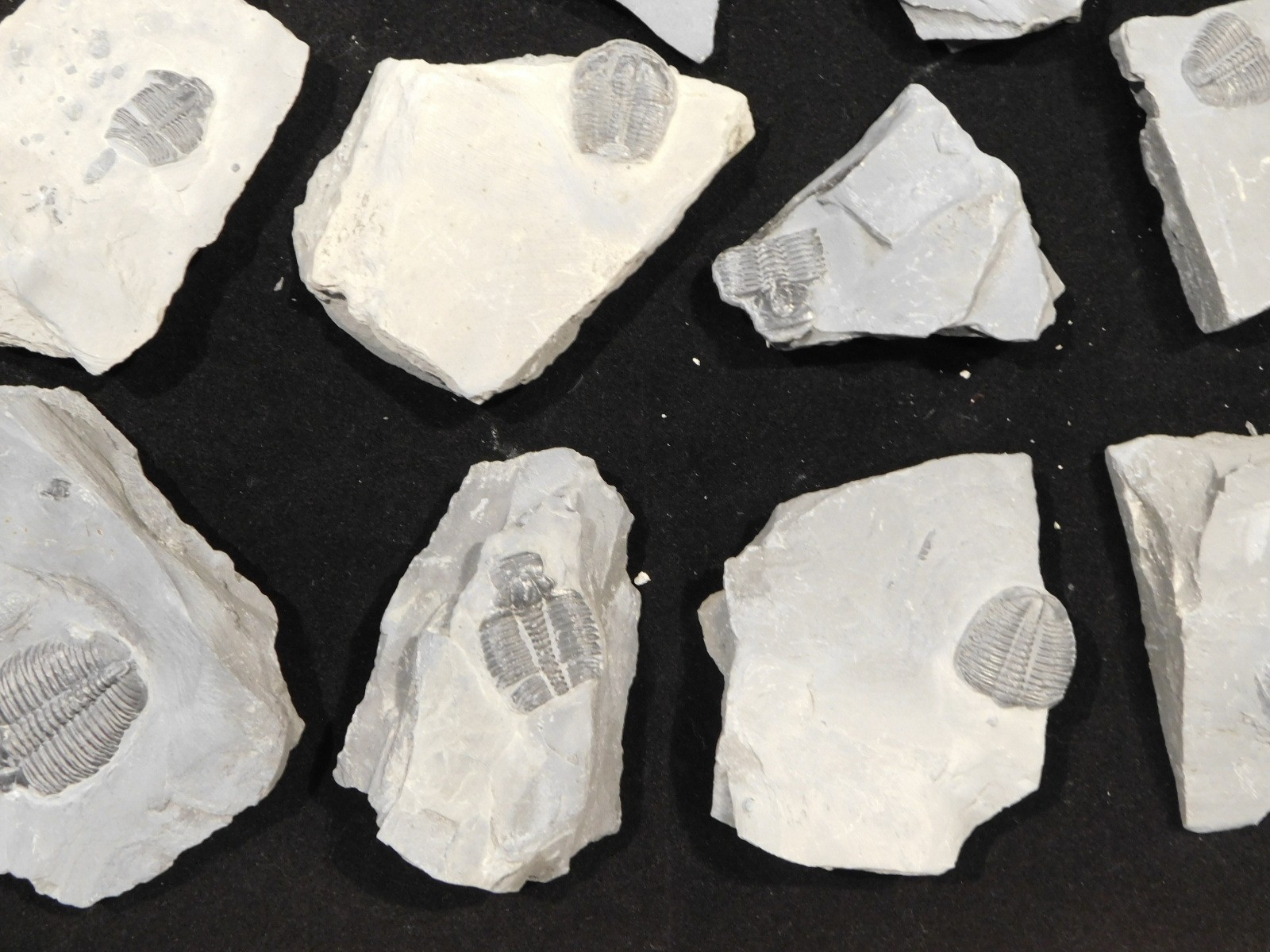 GIANT Lot of FORTY 100% Natural Elrathia TRILOBITE Fossils in Matrix Utah 2300gr