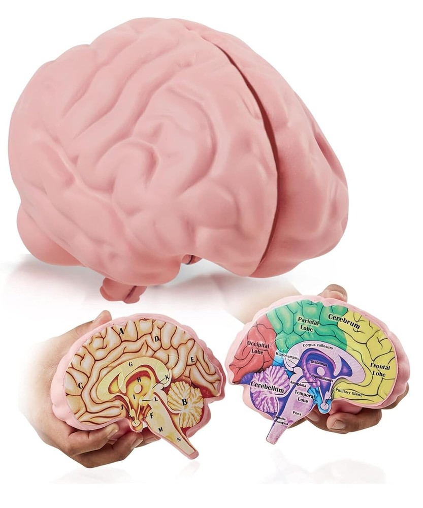 Cross Section Foam Brain Model, Great Educational Tool for Learning & Teaching