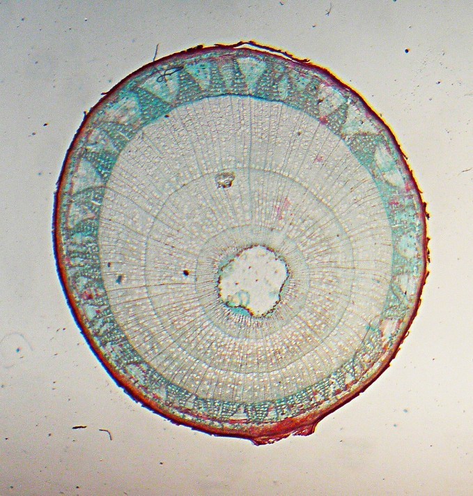 3 Vintage Microscope Slides. Botany.