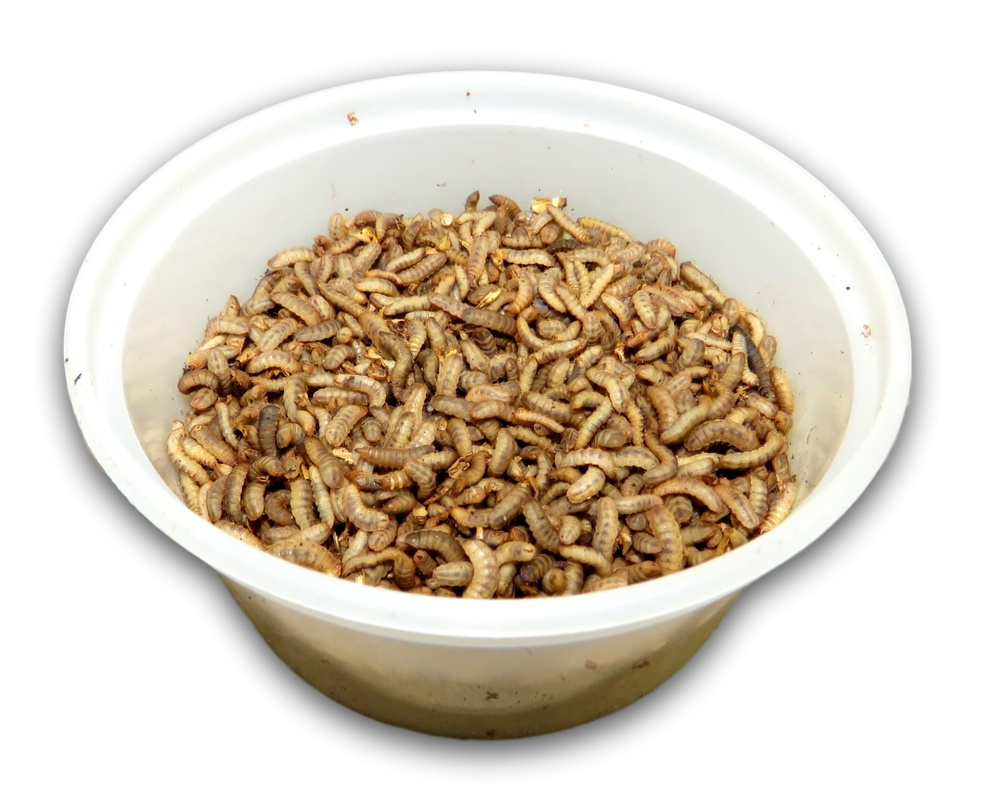 Live Black Soldier Fly Larvae Medium feeder