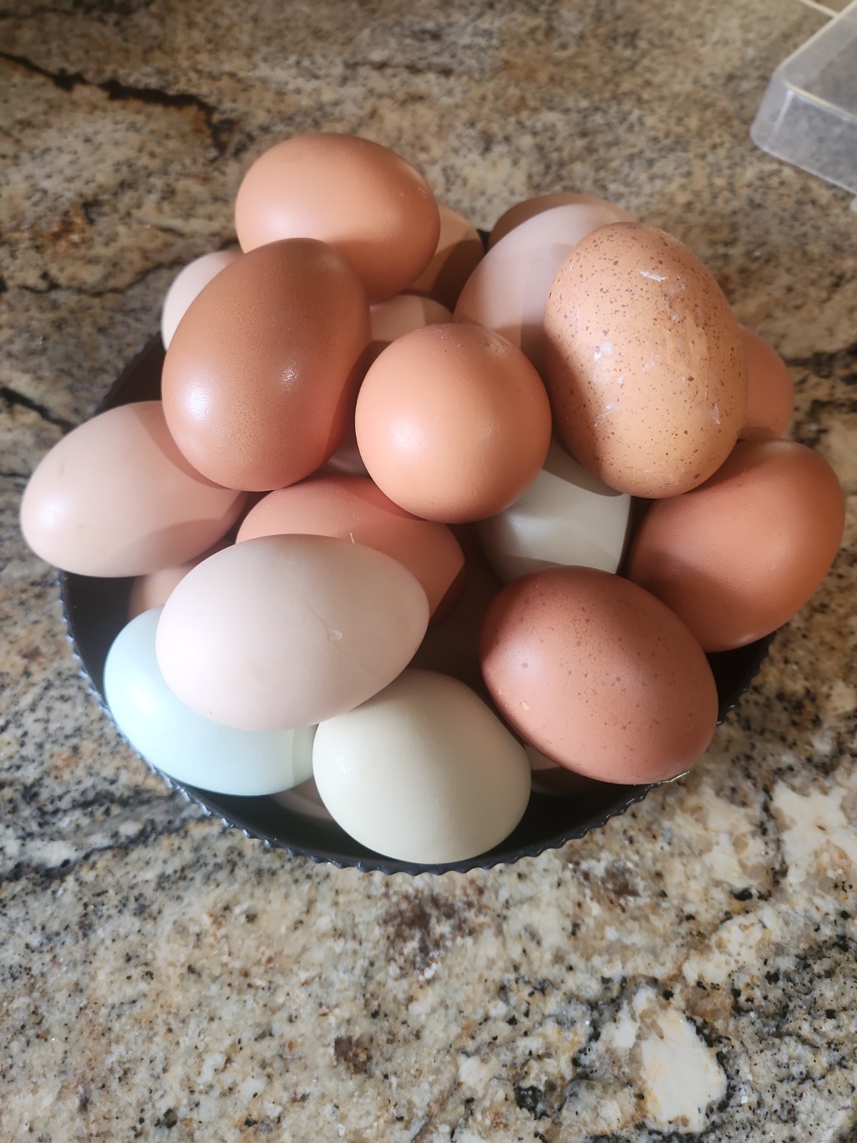 Fertile Rainbow Farm Fresh Assorted Multi-Colored Hatching Chicken Eggs