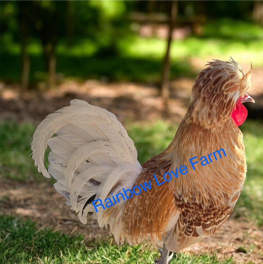 12+ Polish Chicken Hatching Fertile Eggs Assorted Buff Candy Corn Crest NPIP