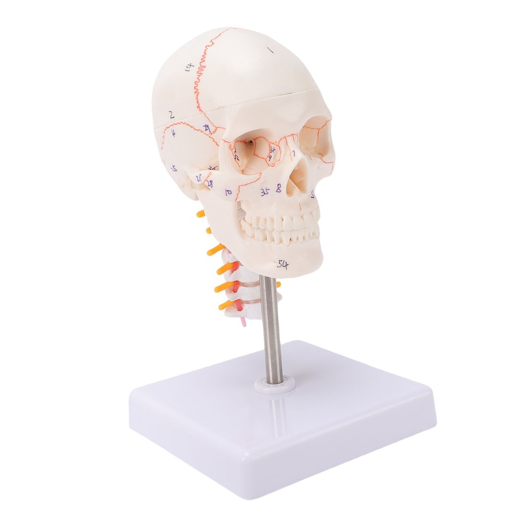 1/2 Skull With Cervical Spine & Brain Teaching Display Model