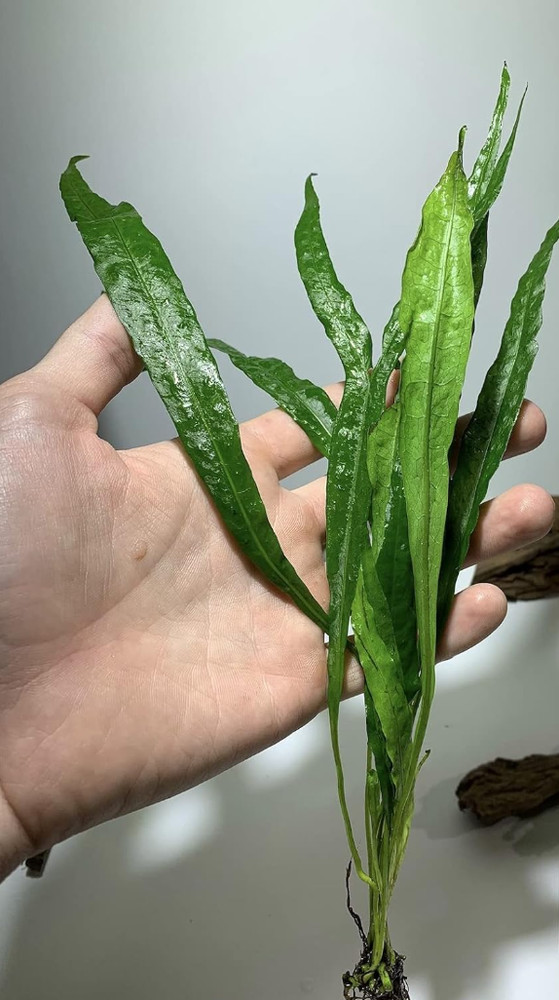 Java Fern Microsorum Pteropus Easy Low Light Live Aquarium Plant - Buy 1 Get 1