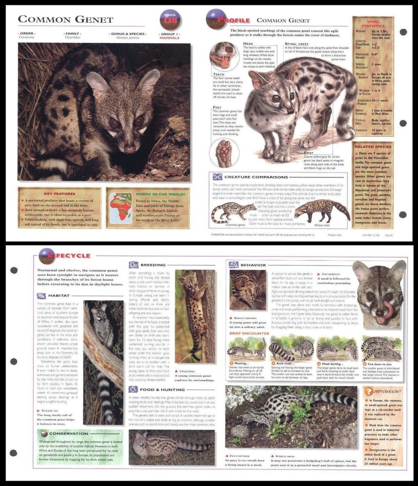 Fold-Out Sheet - Common Genet - 138