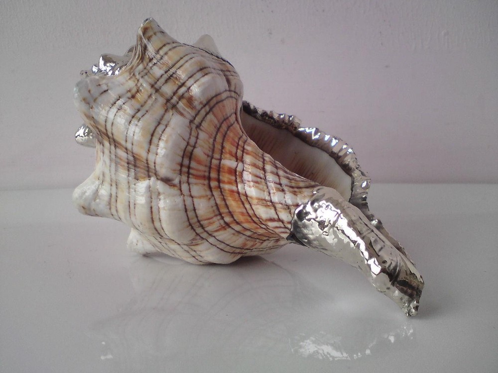 Shankha Silver overlay mounted seashell trapezium horse conch shell