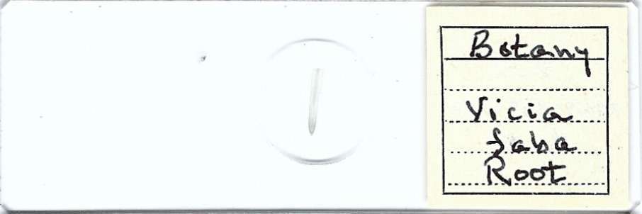 Vicia faba Root Microscope Slide