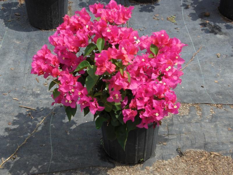 Bougainvillea - 'Orange King'