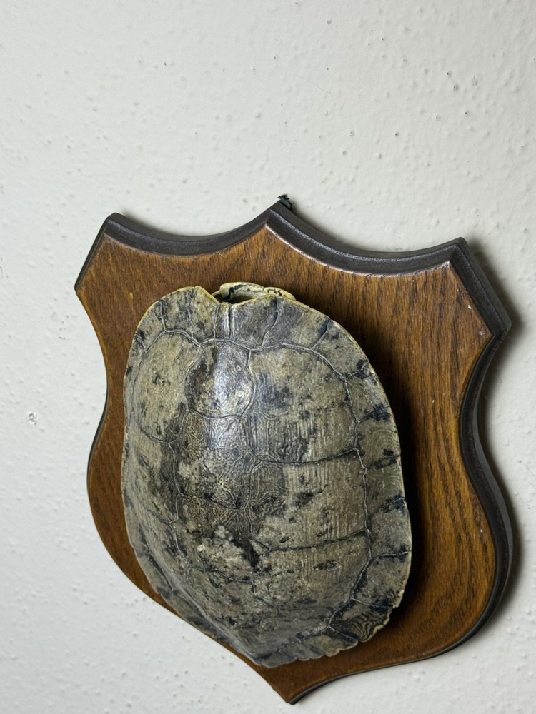 Turtle Shell in real wood plaque