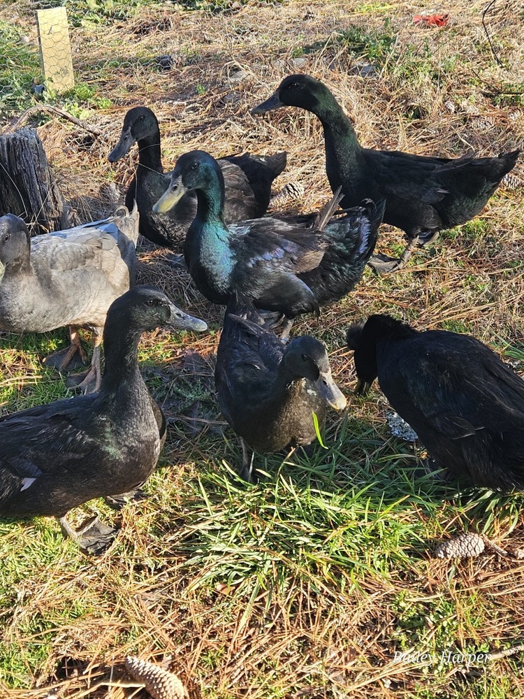 6+ Cayuga Duck Hatching Eggs – NPIP – Fertile Eggs
