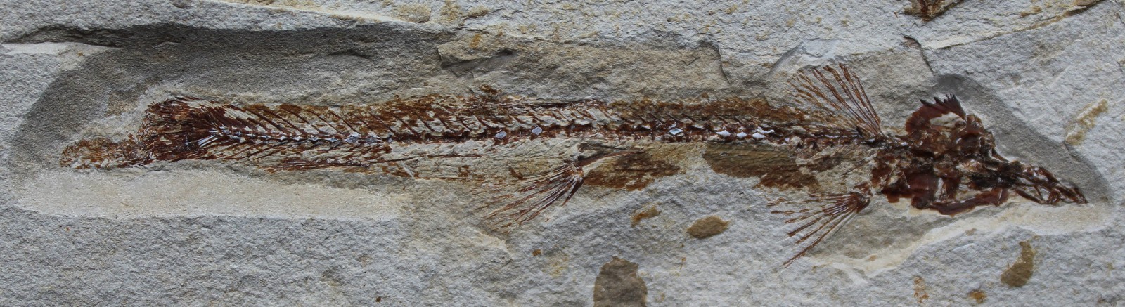Charitopsis spinosus 10 + Small Fish - Zero Repairs - Cretaceous Fossils Lebanon
