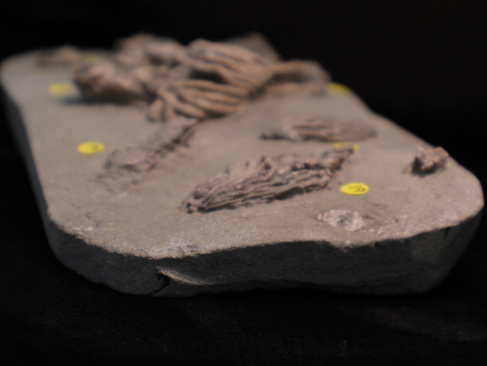 Meaty Plate of Fossil Crinoids, Crawfordsville, IN