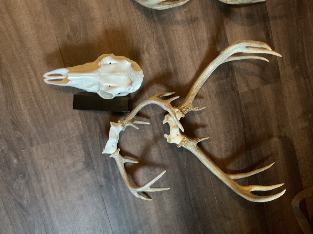 whitetail deer antlers