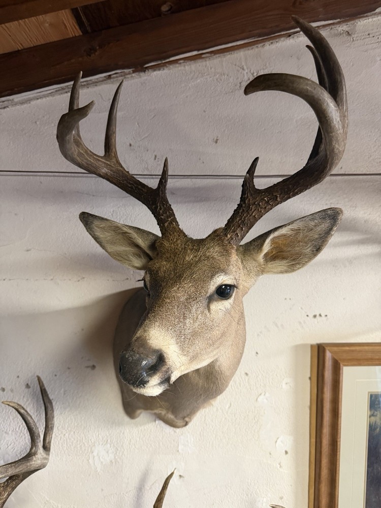9 point Coues Whitetail Deer