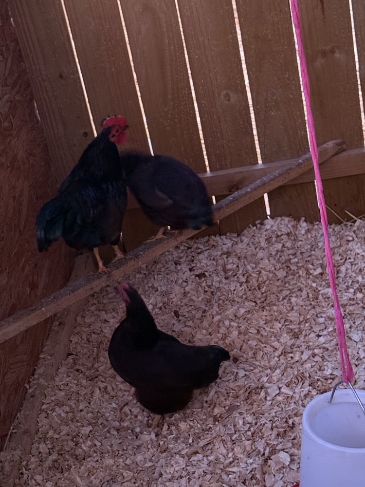 One Dozen Show Quality Rhode Island Red bantam Hatching Eggs