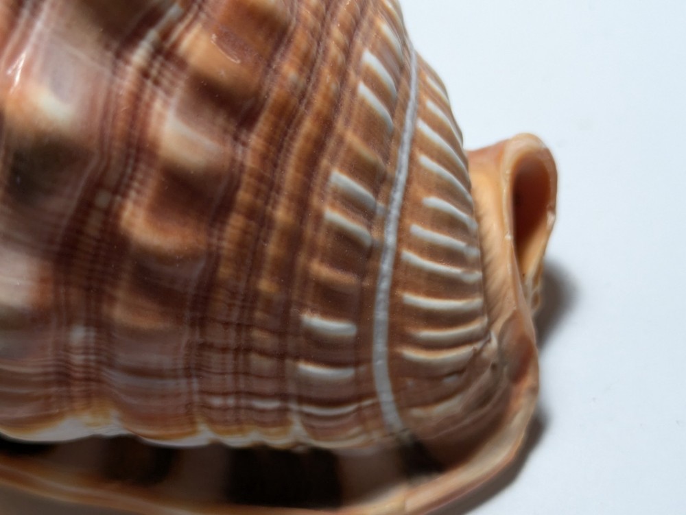 Cassis Glaucum Bonnet Shell