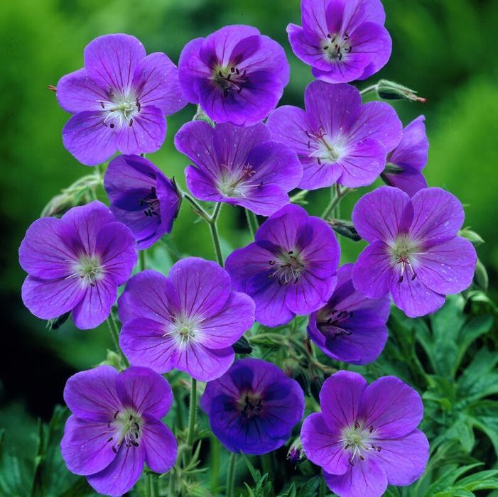 Hardy Geranium Johnson's Blue 1 Root