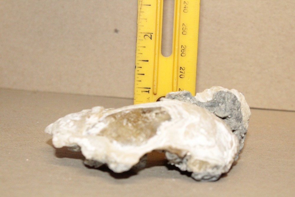 Calcite Fossil Clam Rucks Pit Florida #58