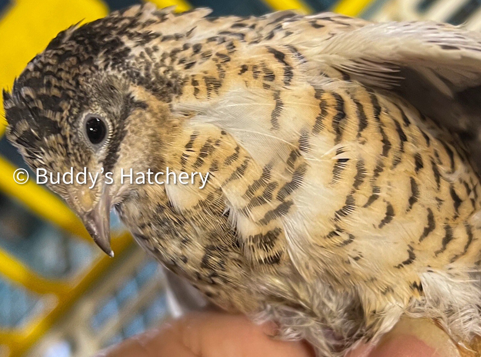 24 Button Quail Fertile Hatching Eggs Quail