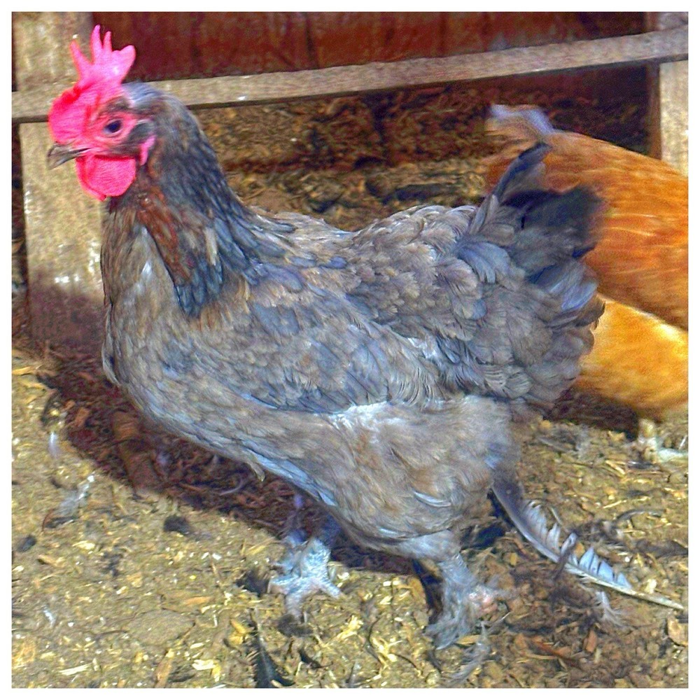 3 Easter Egger/Copper Maran Mix Chicken Hatching Eggs (NPIP Certified)