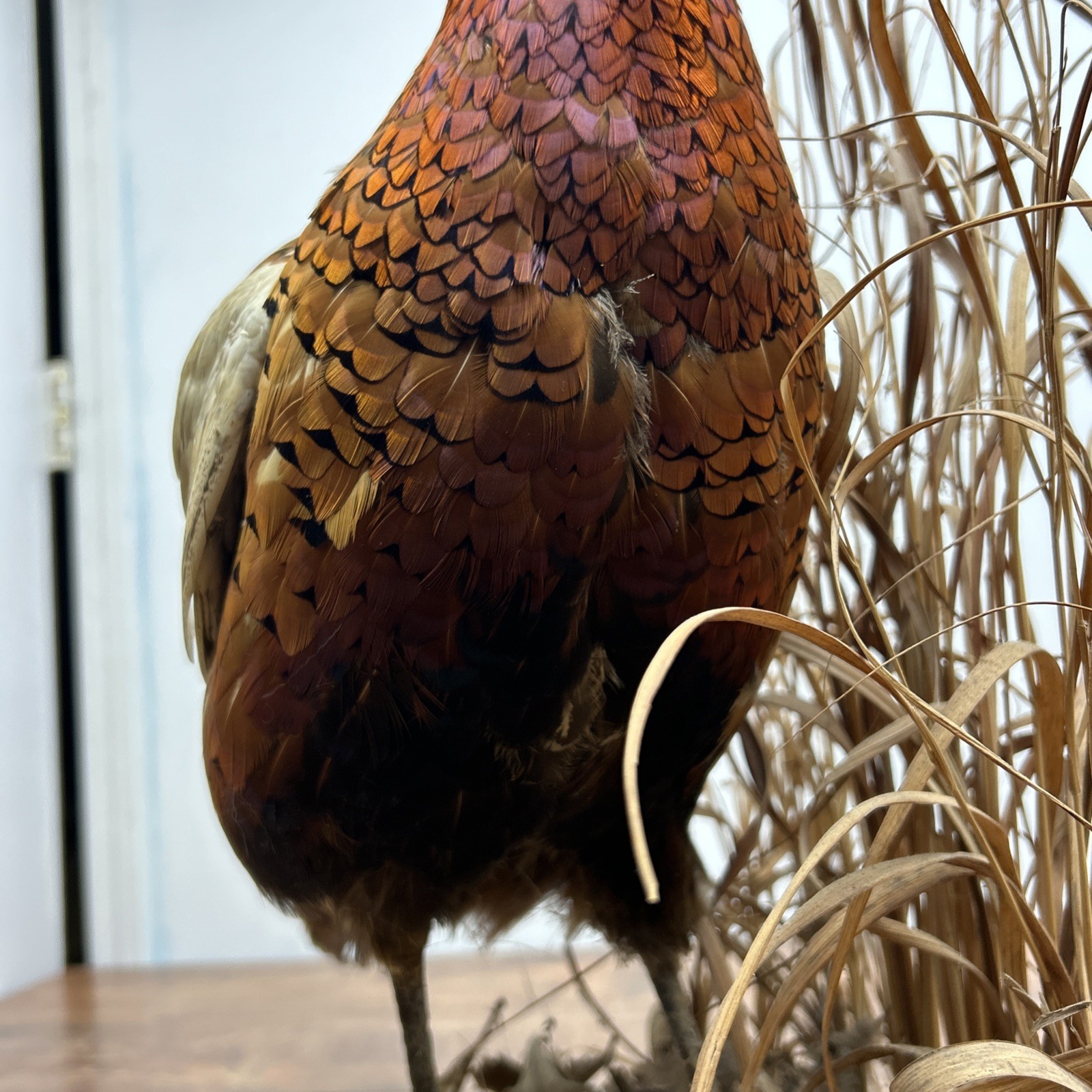 Ringneck Rooster Pheasant Taxidermy Standing Mount Habitat Base Foliage