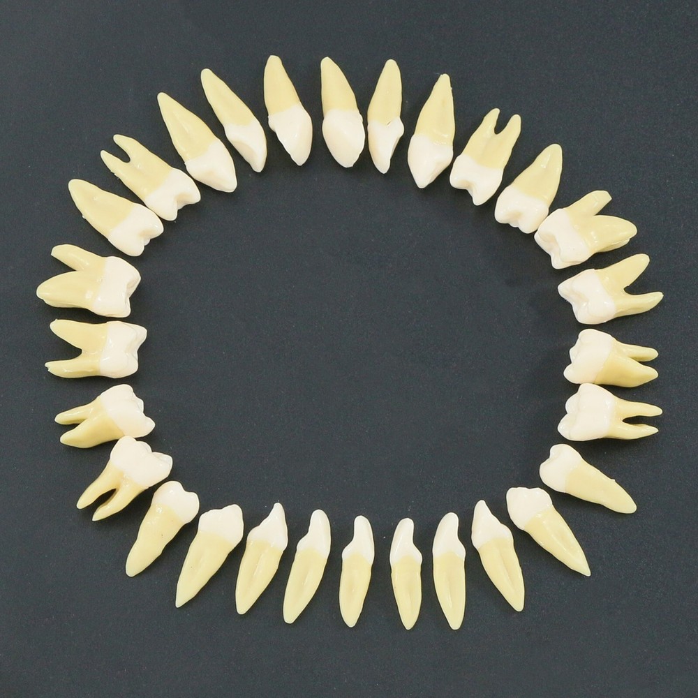 Dental Typodont Practice Removable Standard Teeth Model M7008 with Spare Teeth