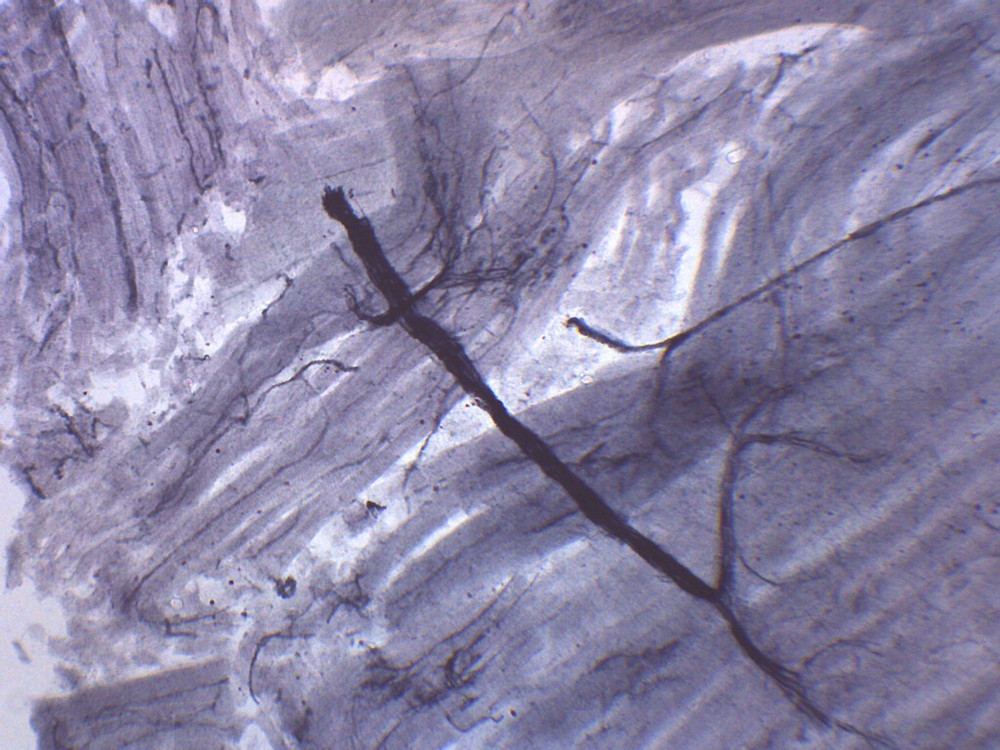 Spinal Cord, Cross Section - Prepared Microscope Slide - 75x25mm - Eisco Labs