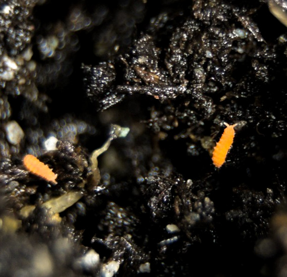 60+ Orange Springtails Yuukianura aphoruroides Starter Culture Live Guarantee