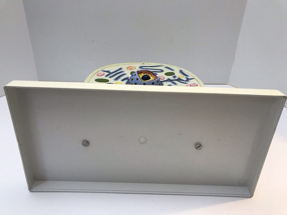 Eisco Labs Plant Cell Model Electron Microscope Structure Science Display Class