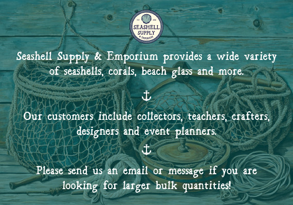 Coquina Clam Shells Blue Violet White (approx. half cup 150+ shells 0.25+ in)