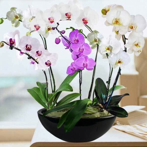 Phalaenopsis Moth Orchids Flower Seeds Multiple Color 100pcs/pack