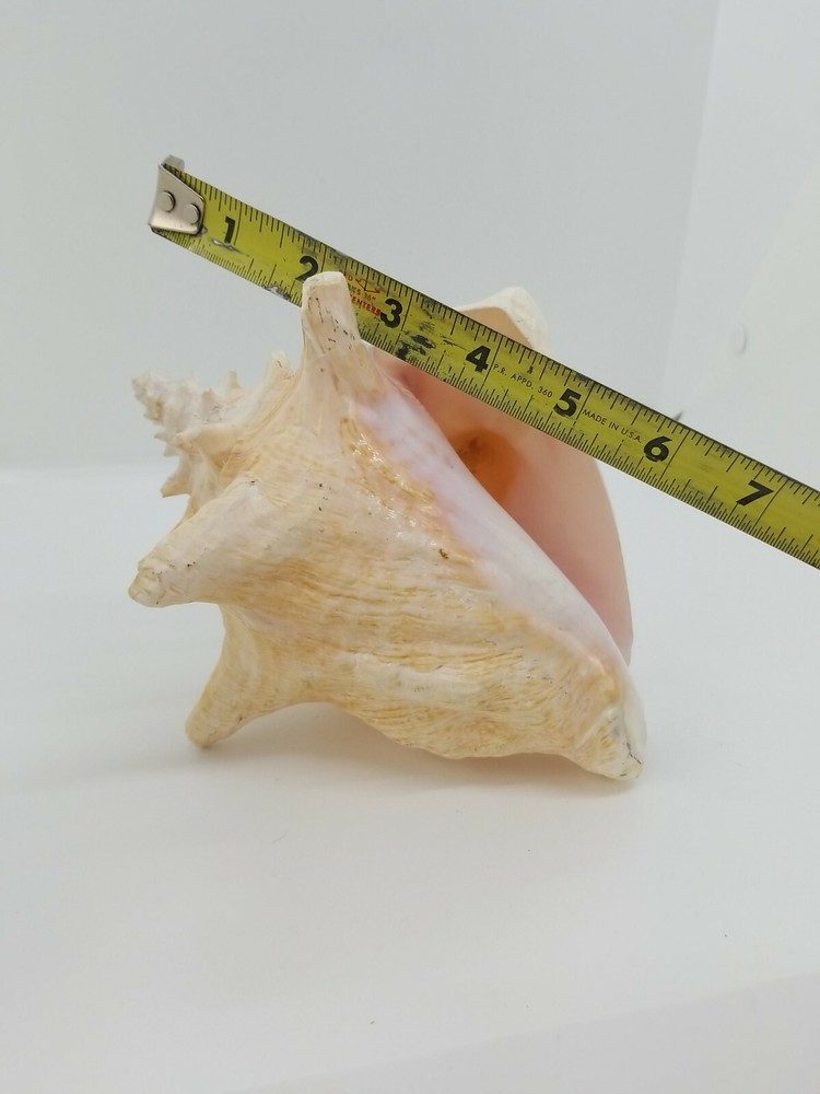 Natural Pink Inside Conch Shell Display Nautical Decor