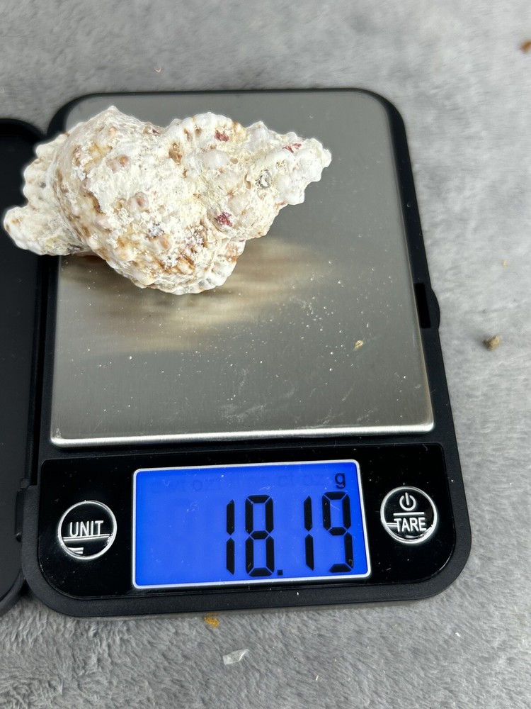 Large Pacific Lampas Shell Seashell 2.5" Beach Cottage Decor