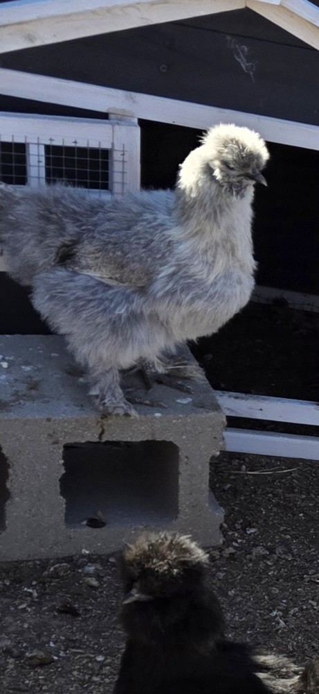 12 plus Silkie Chicken Hatching Eggs