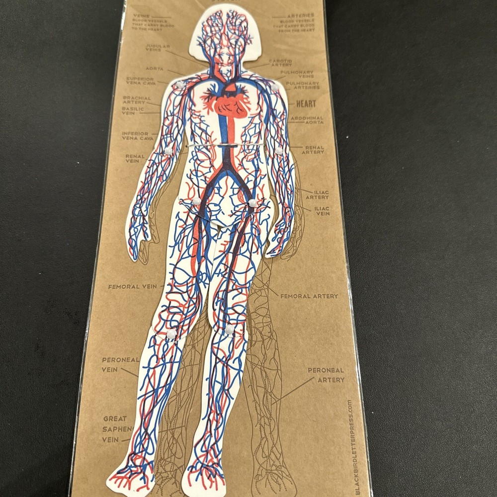 Blackbird Letterpress Circulatory System Chart