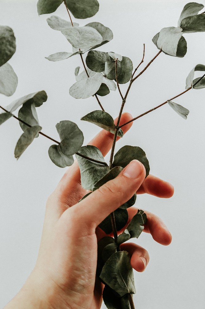 Youngevity ns Eucalyptus Globulus Essential Oil