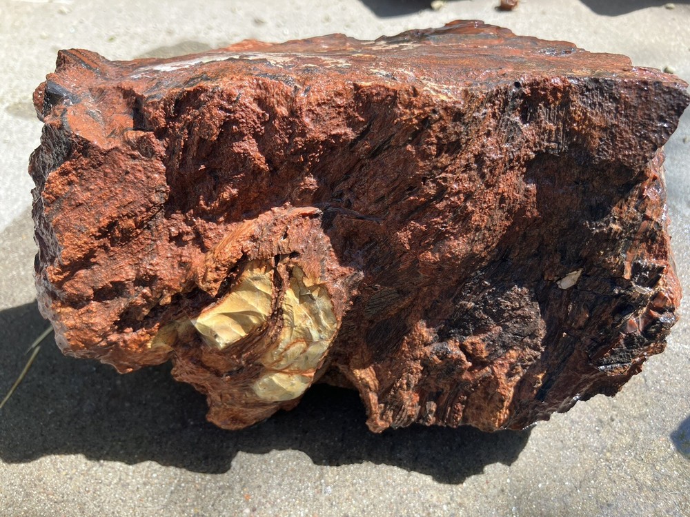 Arizona Petrified Log