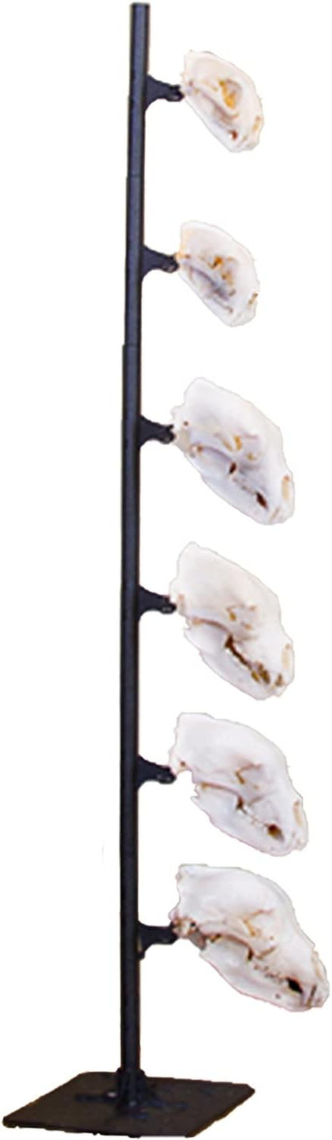 Skull Hooker Trophy Tree European Trophy Mount – Hang up to 5 Taxidermy Deer Ant