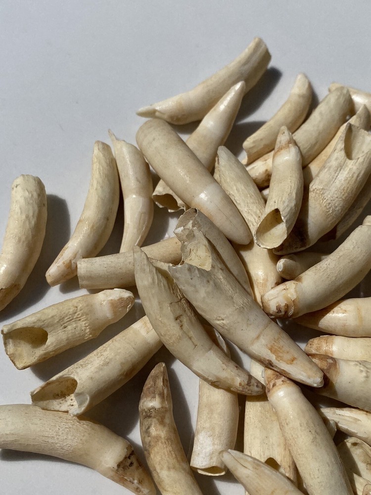 Medium Florida Alligator Tooth