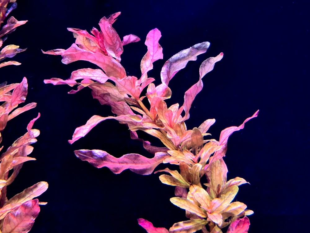Rotala Macrandra Rose - Live Aquatic Plants - Stem
