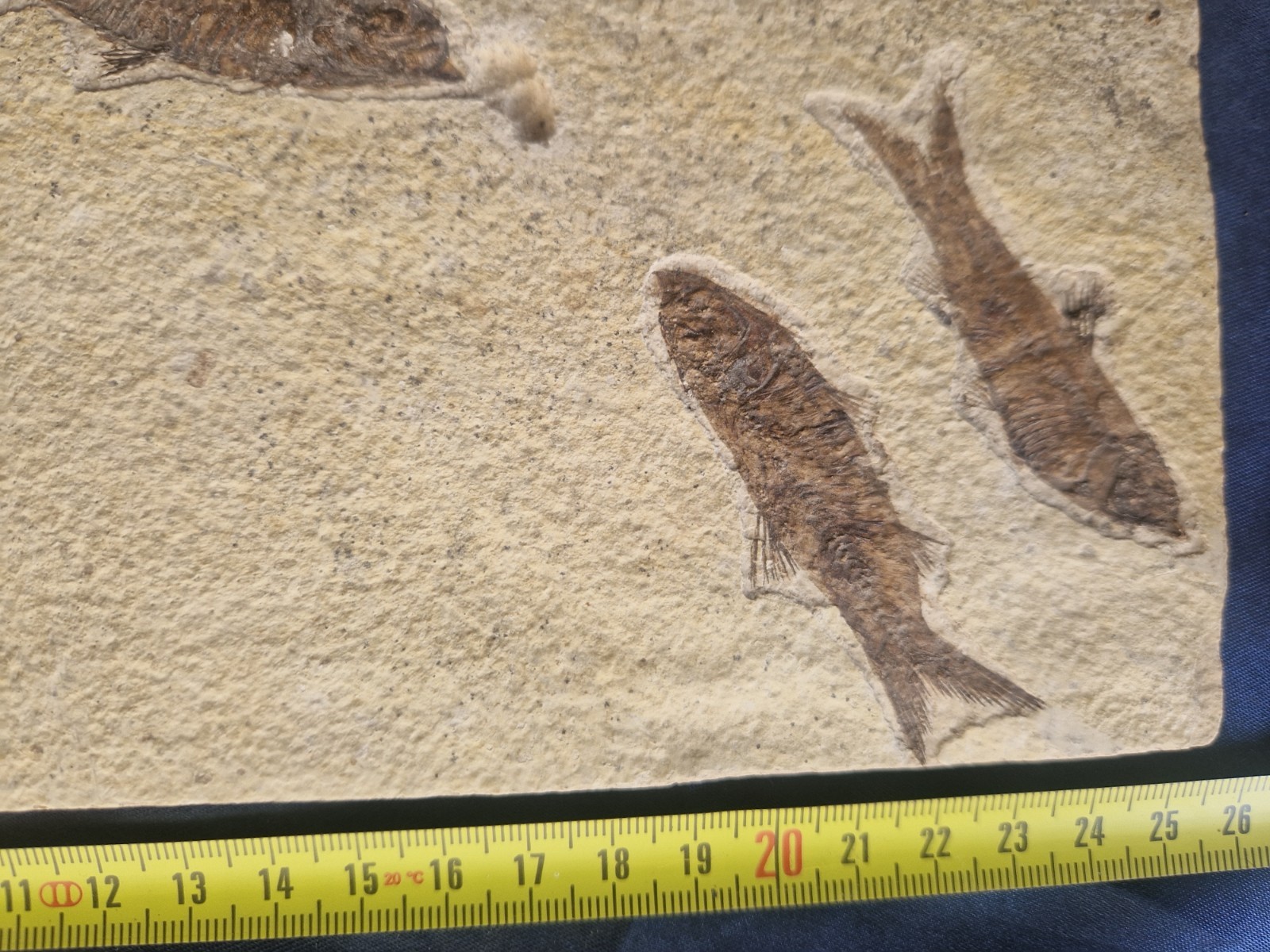 FABULOUS KNIGHTIA HIGH FOSSIL FISH PLATE - GREEN RIVER FMT - WYOMING - USA..