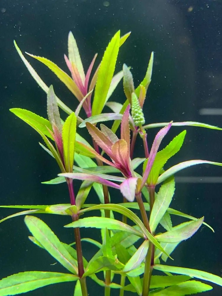 Stellatus Broadleaf (in 2" Pot)